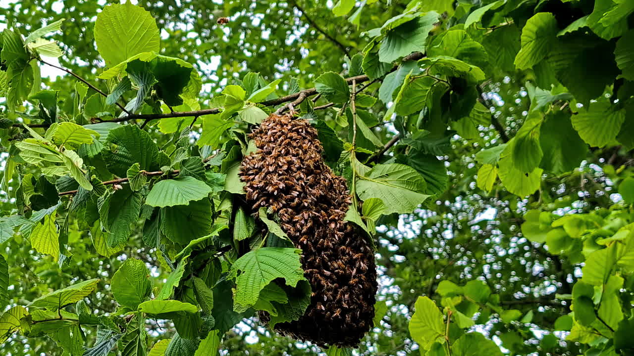 Swarm of honey bees clustering on tree branch among bright green leaves