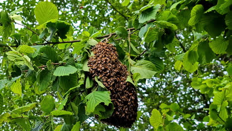 swarm of honey bees clustering on tree branch among bright green leaves