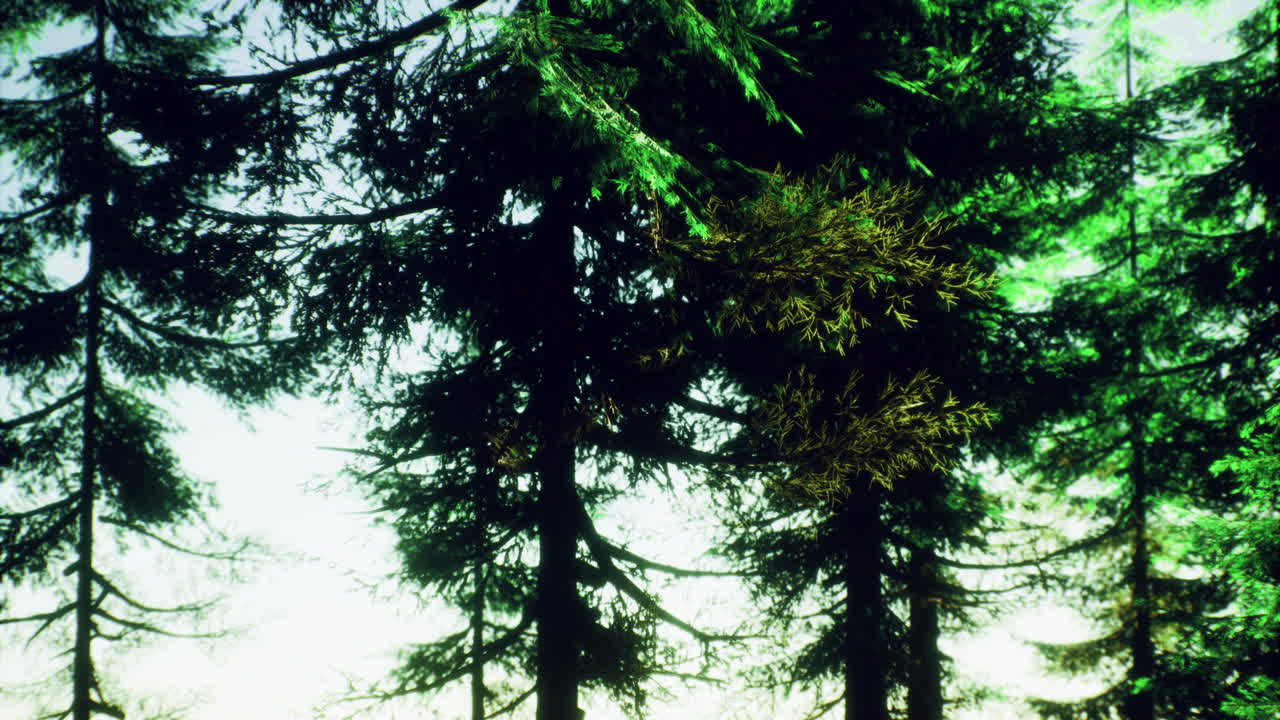 Lush green trees reach for the sky in a serene forest landscape