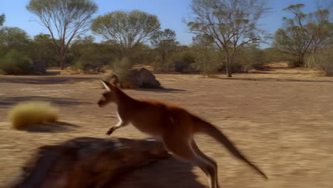 kangaroo running in the australian outback with motion blur
