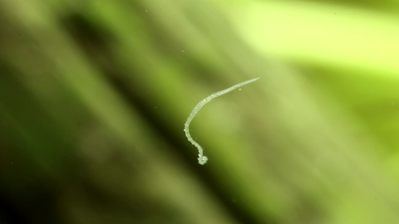 A tiny aquatic worm (Naididae) underwater, wiggling and exploring its surroundings, macro close-up