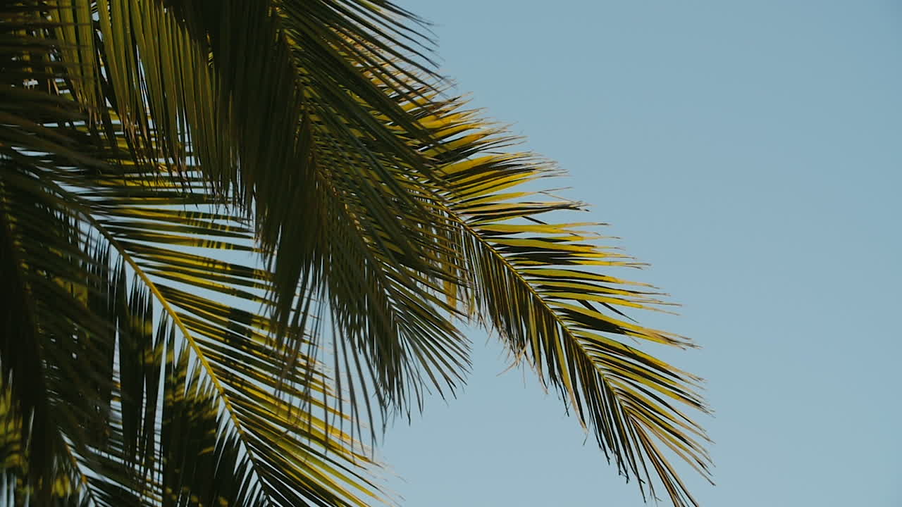 The Edge of a Palm Tree falls softly into the frame. Faded blue skies in the background. Tropical days