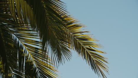 the edge of a palm tree falls softly into the frame. faded blue skies in the background. tropical days