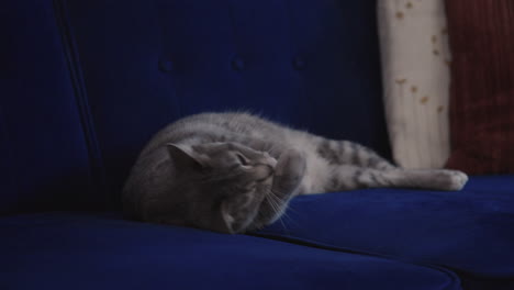 grey tabby cat lying on a blue couch in a living room while cleaning herself