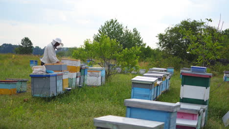 Hardworking beekeeper works with brush near hives. Man cleans honeycombs. Hives stand in a meadow in summer.