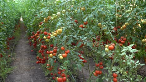 fresh, ripe and green tomatoes growing in the greenhouse on a bright day