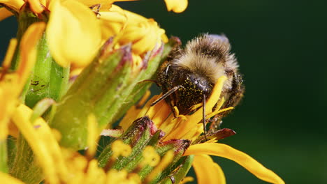 Bumblebee-feeding-on-a-flower-and-pollinating,-macro-close-up