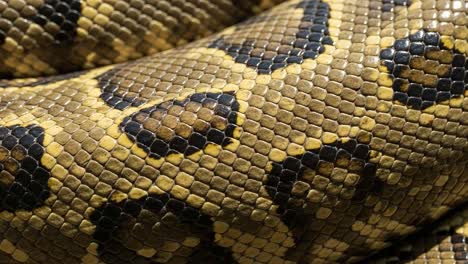 close-up view of a colorful python's scales showcasing unique patterns and texture, highlighting nature's intricate beauty and design