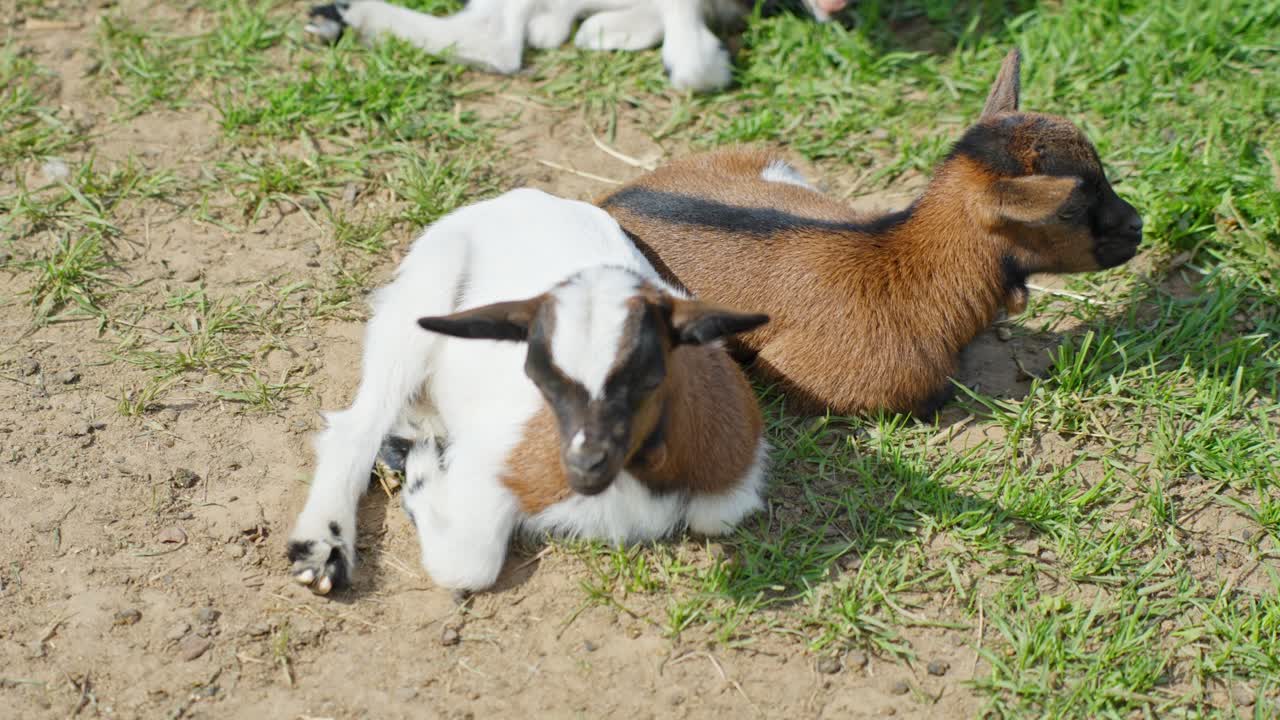 Dwarf Goat Kids: Adorable Young Goats Resting in the Grass
