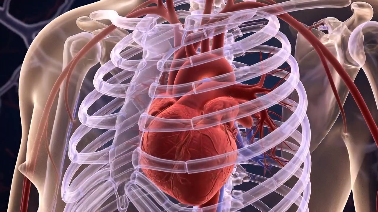 Rendering wireframe 3D dell'anatomia umana che traccia il sistema circolatorio cardiovascolare e il cuore.