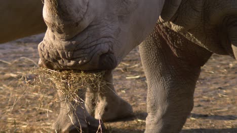 Nahaufnahme-Eines-Nashorns,-Das-Heu-In-Zeitlupe-Frisst