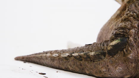 primer plano de una cola de tortuga que se rompe