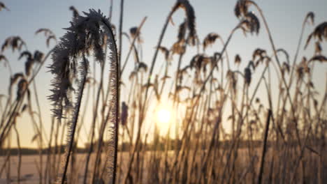 Nahaufnahme-Gefrorenes-Wildgras,-Orangefarbene-Wintersonnenwende,-Abstrakter-Mittwinterhintergrund