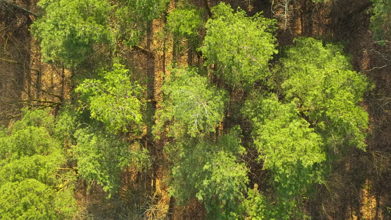 An aerial snapshot of dense woodland, with a mix of healthy green trees and a distinct tree with dry, white branches standing out against the darker green backdrop