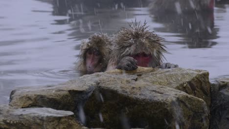 two monkeys resting in hot spring in nagano japan