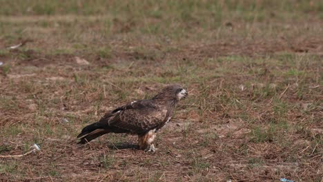 in the middle of the field, an individual in standing alone while some of the other black-eared kites, milvus lineatus are flying around and one is flying to the upper right of the frame