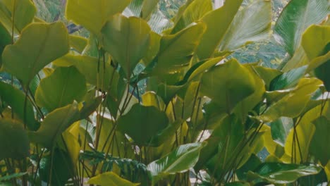 rain bouncing off of lush leaves during a tropical rainstorm