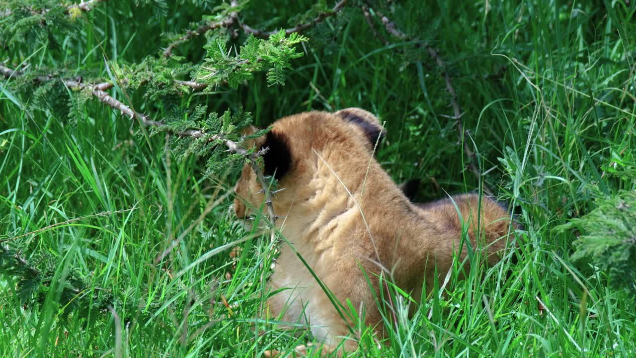 leuke jonge leeuw die ligt op de savanne met hoog groen gras in maasai mara, kenia, afrika