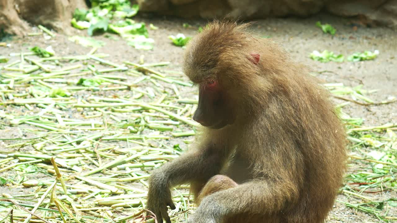 A Hamadryas baboon (Papio hamadryas) sits on the ground, basking in the sun and eating food it has picked up, close up shot