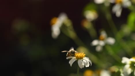 Abeja-Polinizando-Flores-Blancas