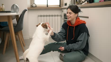 Jack-Russell-Terrier-Recibe-Amenazas-De-Manos-De-Su-Dueño