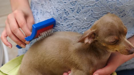 woman taking care of dog while combing