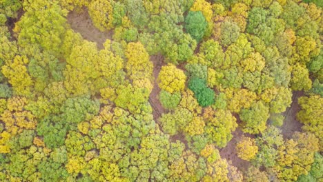 Herbstwald-Auf-Dem-Land