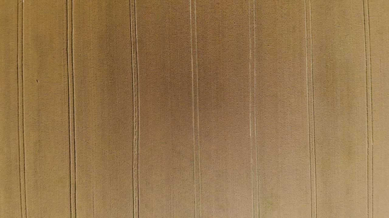 수확철에 익은 곡물이 있는 광대한 노란색 밀밭의 공중 전망