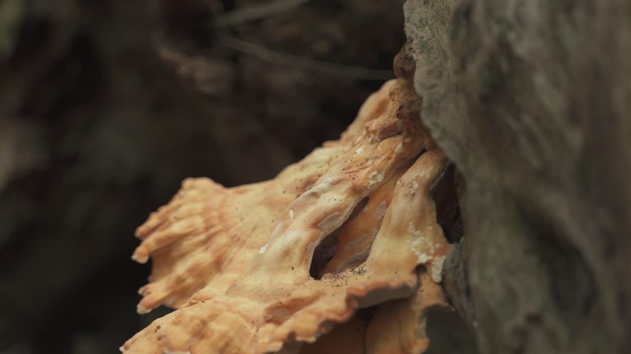 Close Up Of Chicken Mushroom At Forest Laetiporus Sulphureus Fungus