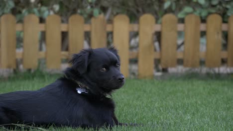 Pequeño-Perro-Negro-Tirado-En-La-Hierba-A-La-Sombra