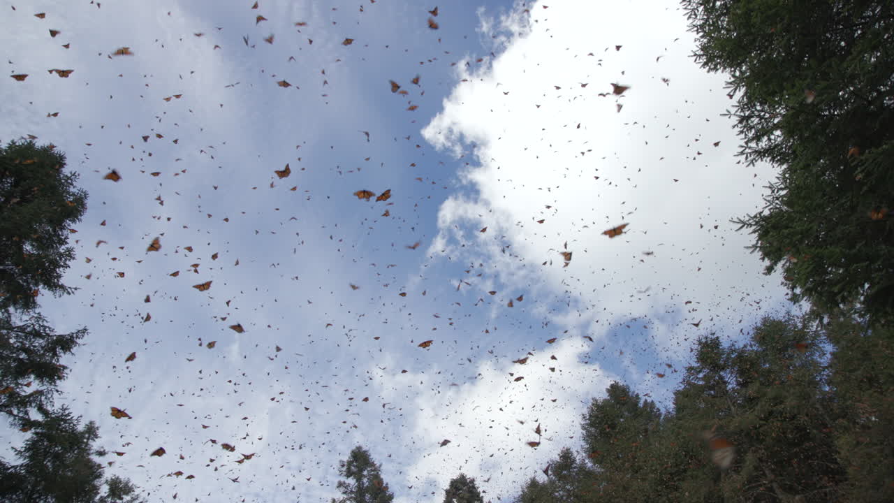 Many Monarch butterflies flying between the trees in the Monarch Butterfly Biosphere Reserve in Mexico