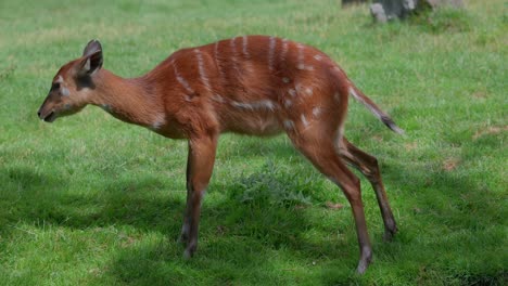 close-up west african sitatunga or marshbuck licks it's fur on green meadow