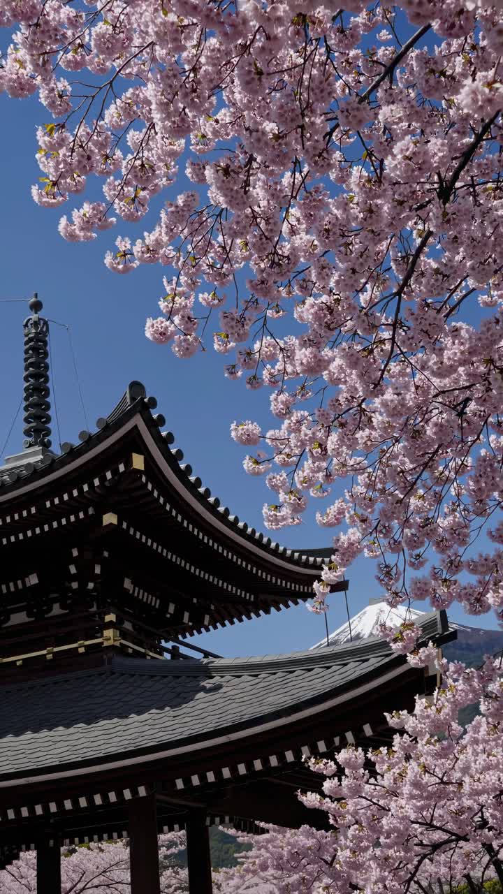Pagoda giapponese tradizionale con fiori di ciliegio e il monte Fuji in primavera