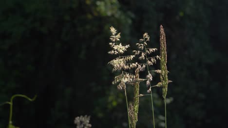 Flores-Maduras-De-Holcus-Lanatus-Una-Planta-Perenne