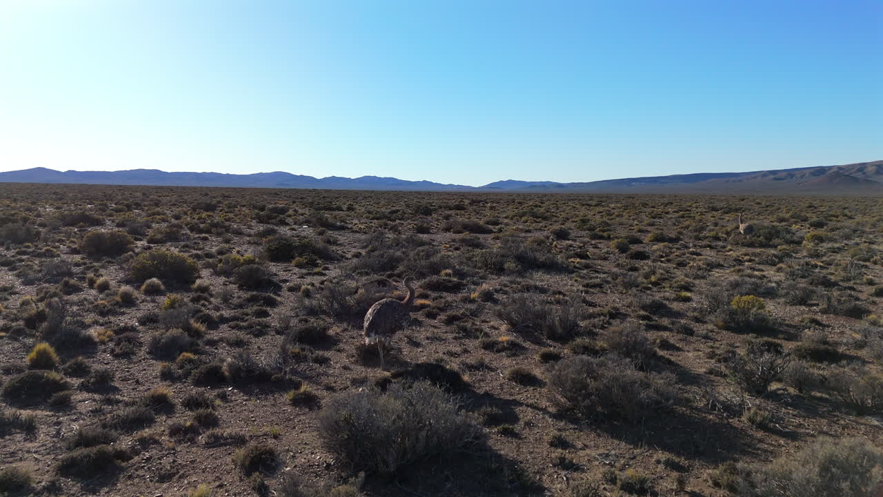 A Nandu walking through the grassland in Argentina, Patagonia, runs away from drone flight, wildlife, blue sky, copy space