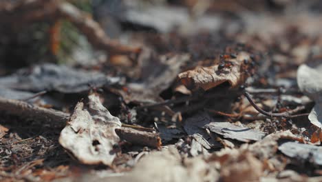 braune ameisen kriechen über die trockenen, verfallenden blätter, die den waldboden bedecken