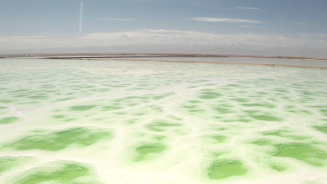 the green saline lake, natural lake background.