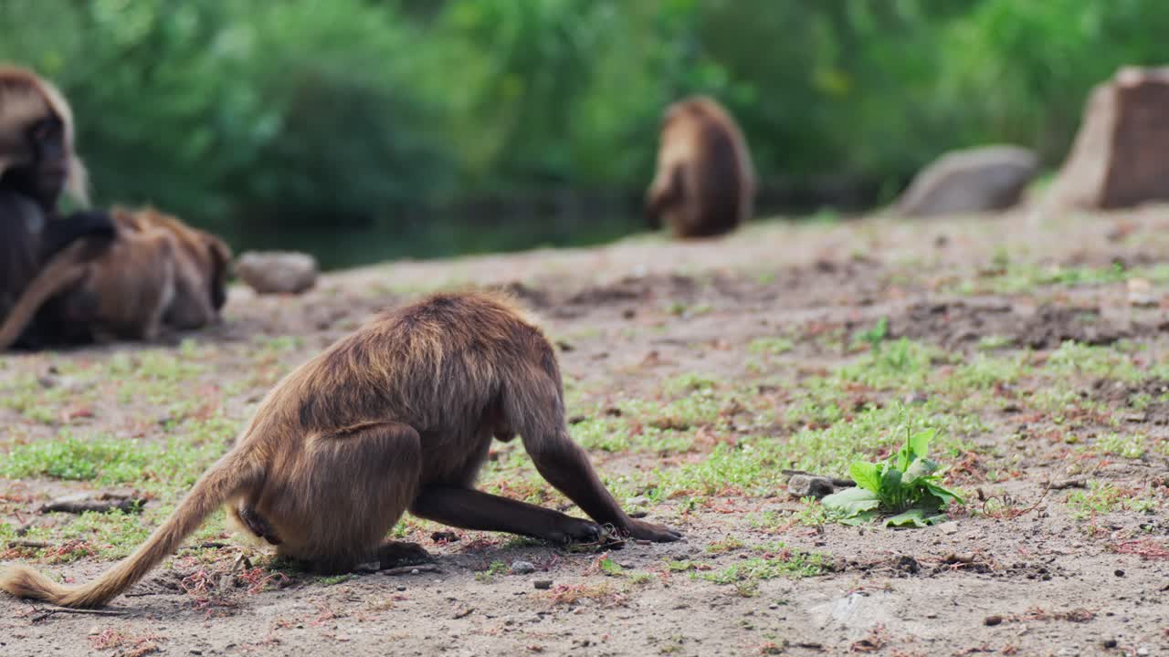 una toma estática de un mono que camina y luego se acuesta en el campo