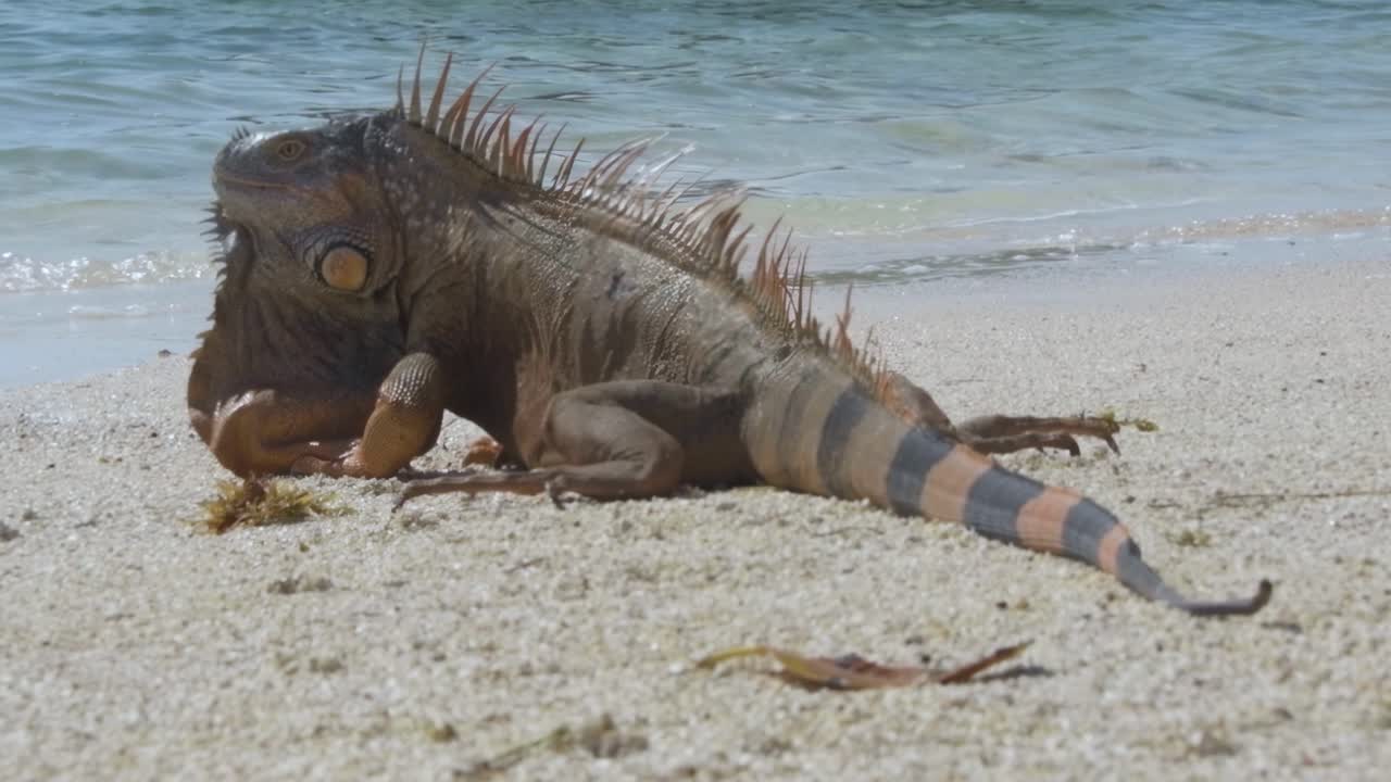 Un'iguana si crogiola sulla spiaggia con l'oceano alle sue spalle