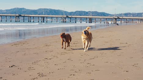 golden retriever and pitbull dog with ball in mouth running on sandy beach, slow motion