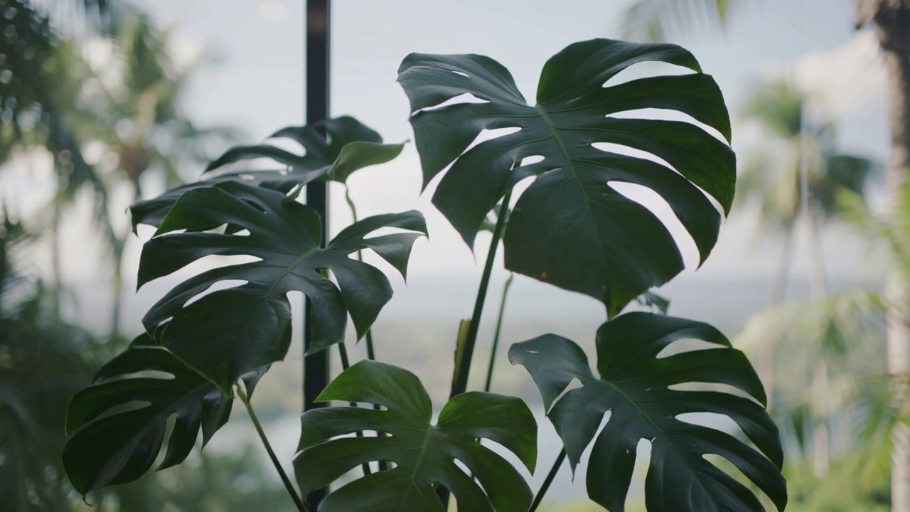 Naklánějící se pokojová rostlina Monstera v květináči houpající se u vertikálního okna od jemného vánku, s posunem ostrosti.