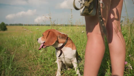 dog squats near its owner who is holding leash in her hand, dog looks away with tongue out, enjoying bright sunny day in vast grassy field