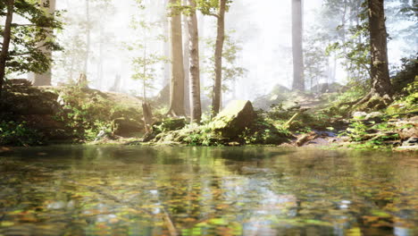 sunlight shining through the forest