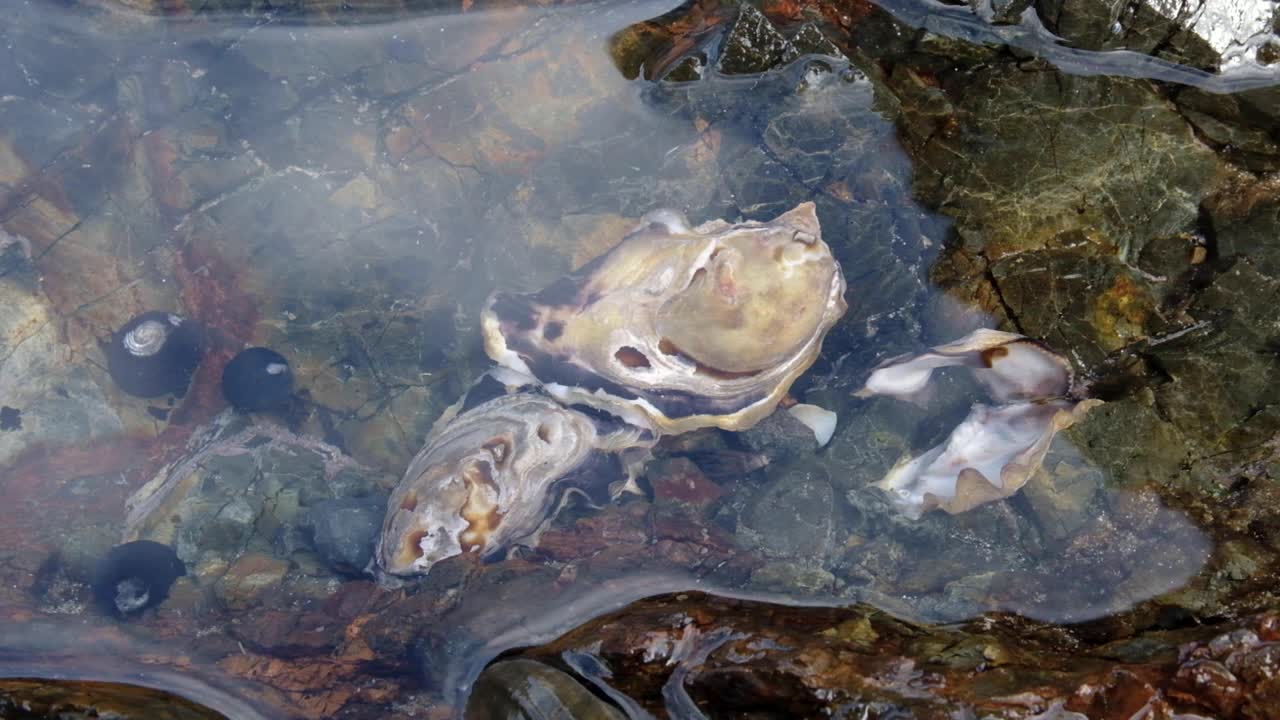 뉴질랜드 아오테아로아(aotearoa)의 맑은 바닷물이 있는 해안 바위 웅덩이에 사는 굴, 달팽이 해양 생물을 닫습니다.