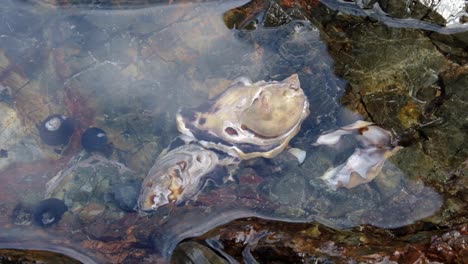 close up of oysters, snails marine life living in coastal rock pools with crystal clear ocean water in new zealand aotearoa