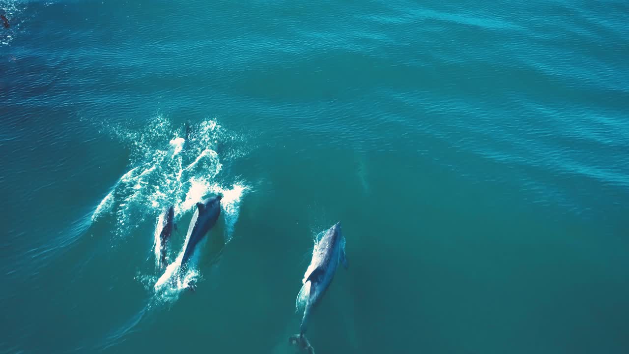 hermosa toma aérea siguiendo a los delfines mientras juegan