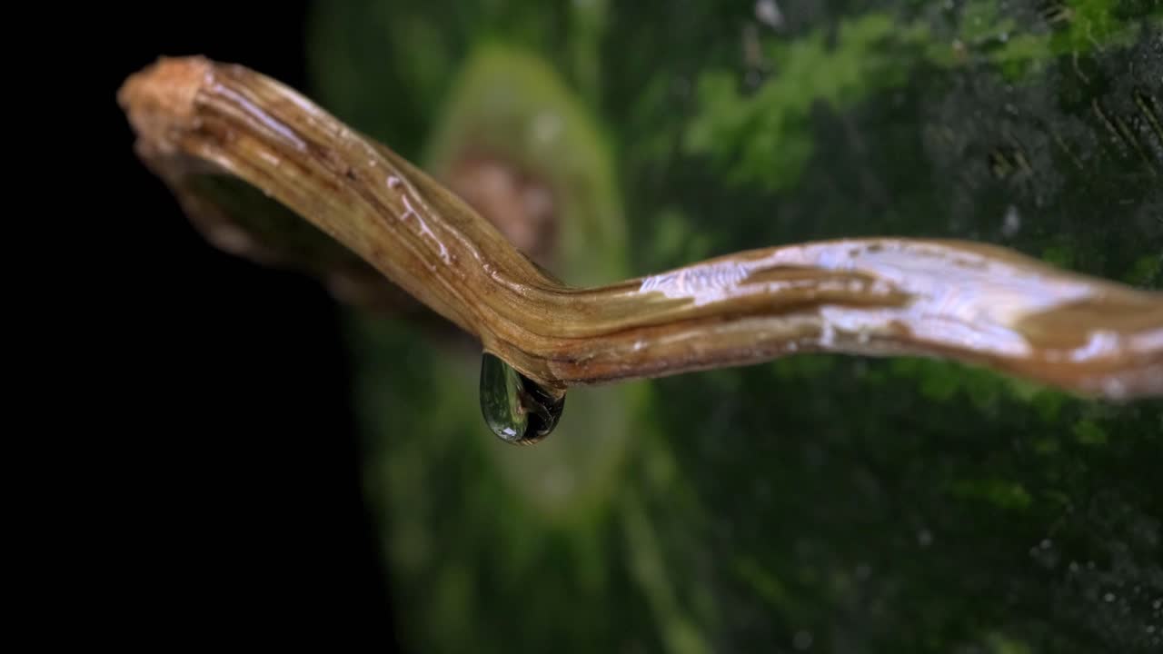 caída de la cola de la sandía