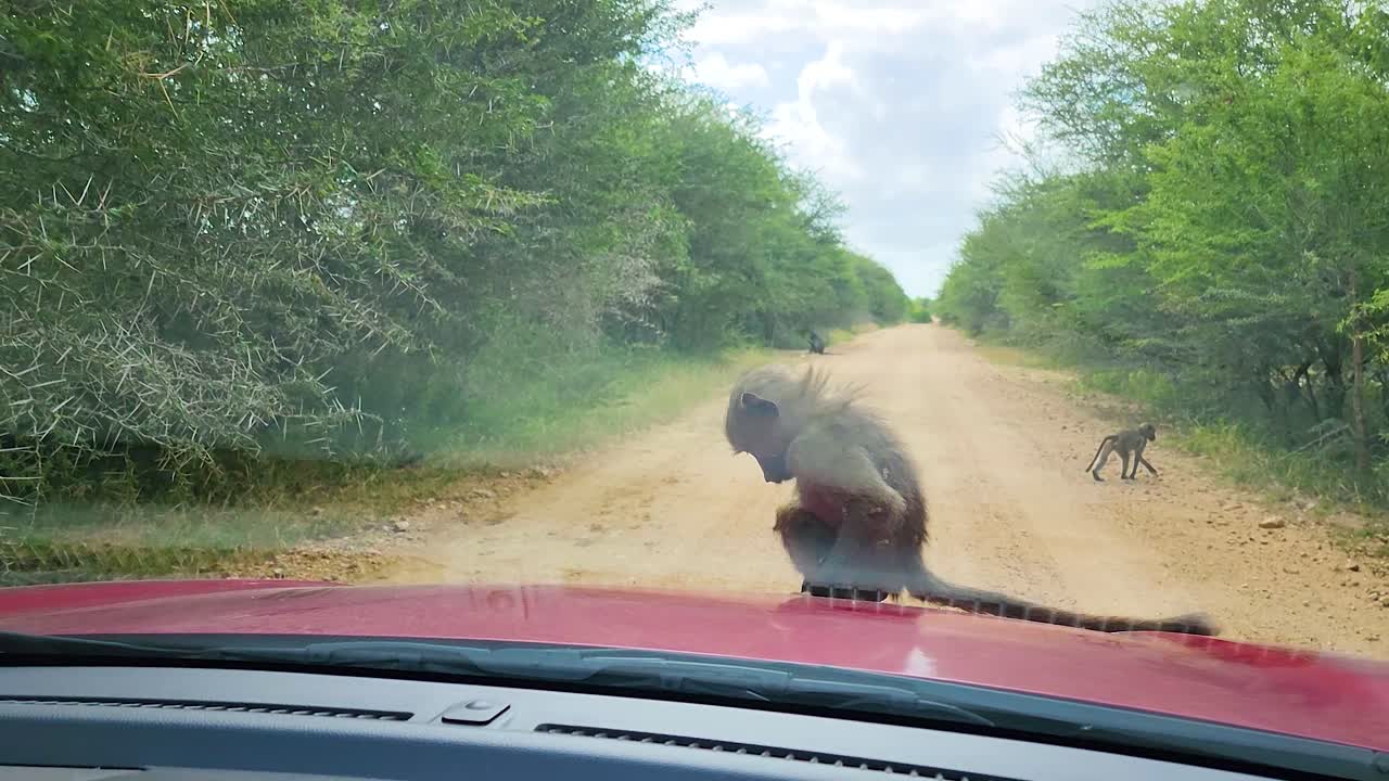 un mono curioso sube al capó de un coche antes de caer de nuevo
