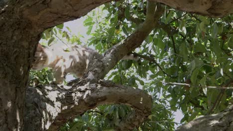 un gato de bengala de nieve libre en un árbol