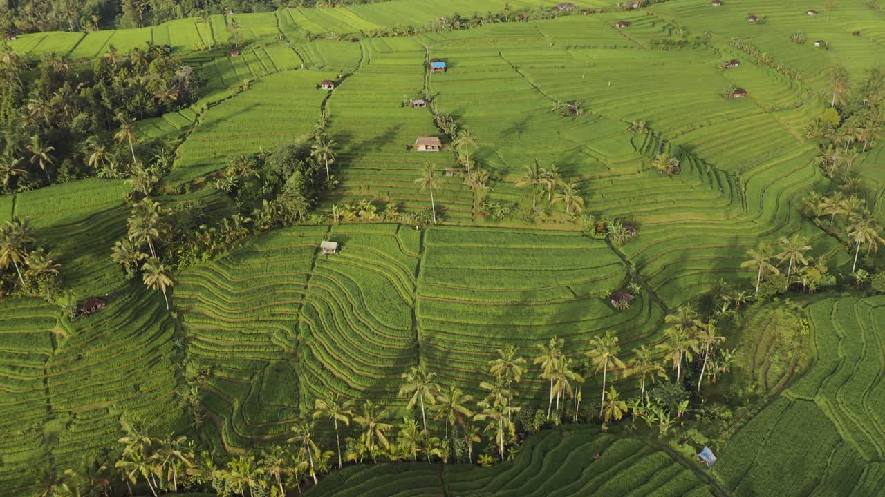 Early morning light shining through rice paddies in Bali